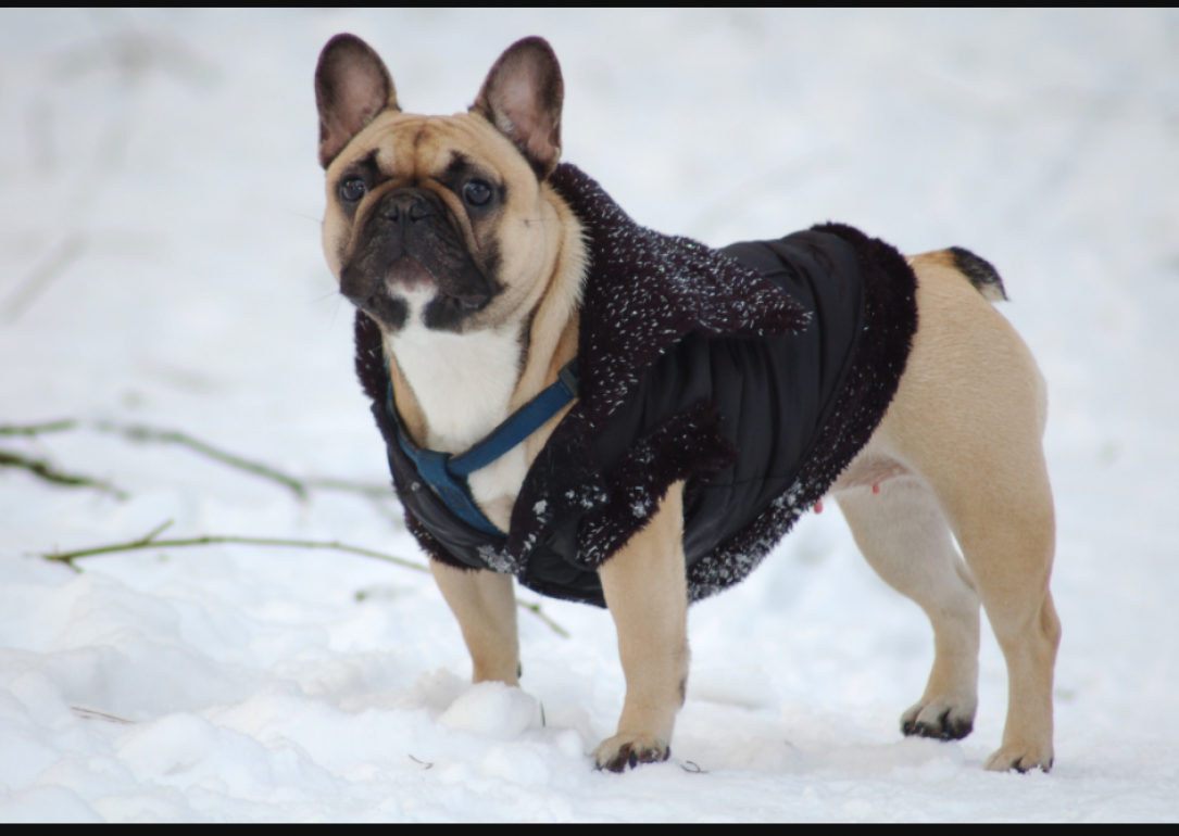 #1. French bulldog